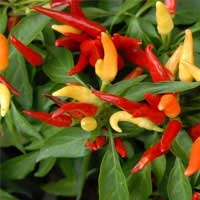 Audifort 26 Capsicum Annuum