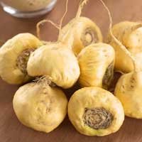i maca root 1