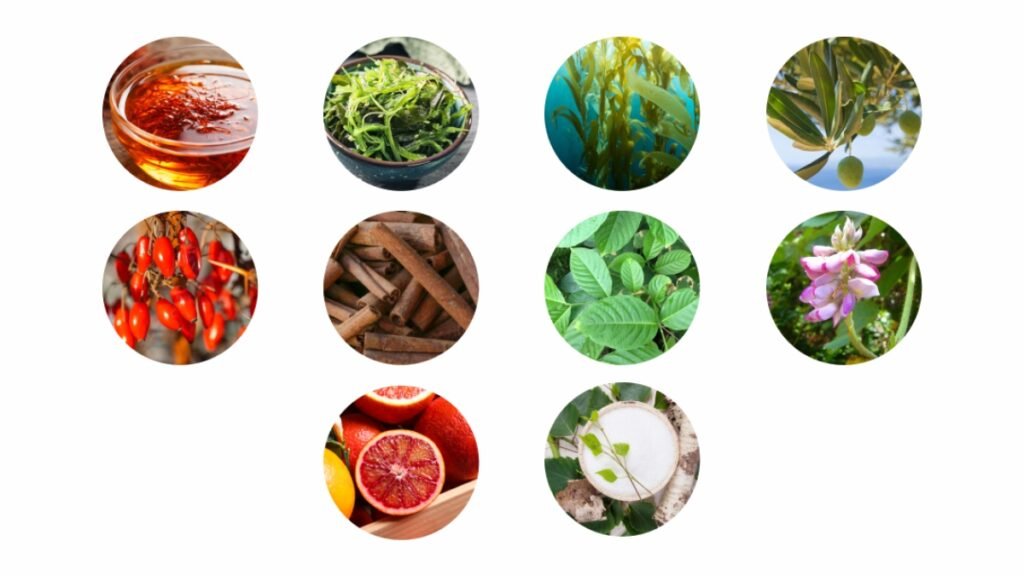 Phytomem One Review: 10 Benefits & Real Results Explained 3 Phytomem One New Toxic Brain Shards Memory Blog Featured Image 3