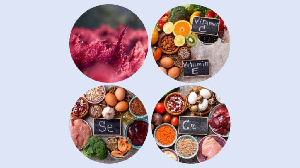 VisiFlora New Vision Gut Health Hybrid Blog Featured Image 3