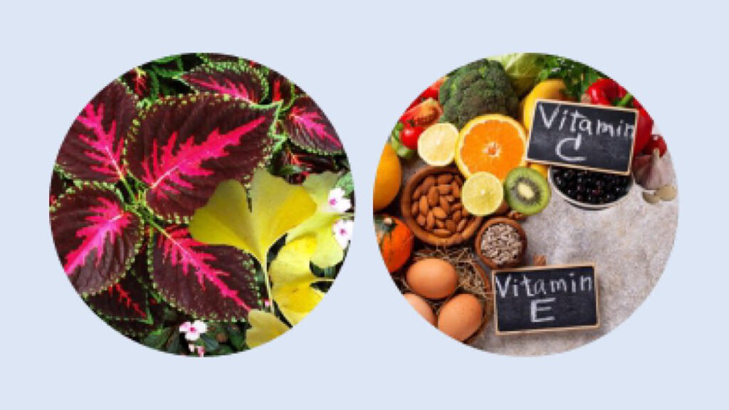 VisiFlora New Vision Gut Health Hybrid Blog Featured Image 5