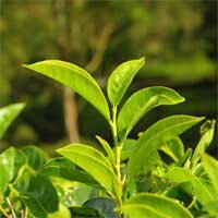Audifort Review 2026: Real Truth or Scam Exposed? 7 i green tea